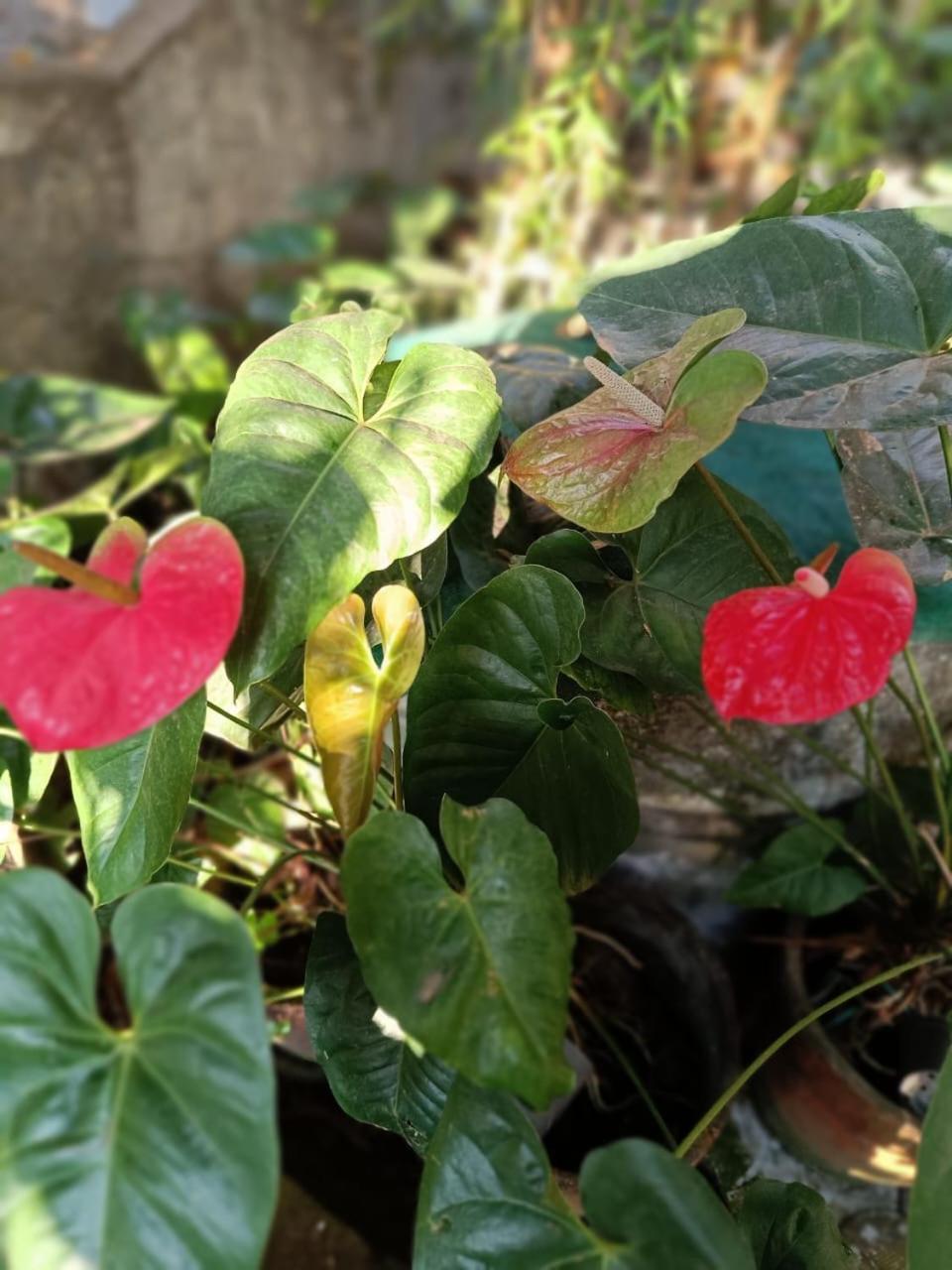 Chaithritha Ladies Homestay Thiruvananthapuram Exteriér fotografie